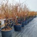 Afin Bluegold XXL - pe rod - Arbusti fructiferi - AgroDenmar.ro