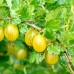 Agris alb Triumph - tulpina inalta altoit - Arbusti fructiferi - AgroDenmar.ro