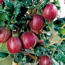 Agris rosu Kamieniar Agris rosu Kamieniar - Arbusti fructiferi - AgroDenmar.ro