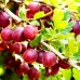 Agris rosu Kamieniar - Arbusti fructiferi - AgroDenmar.ro Agris rosu Kamieniar - Arbusti fructiferi - AgroDenmar.ro