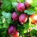 Agris rosu Nieschlukowski - tulpina inalta altoit - Arbusti fructiferi - AgroDenmar.ro Agris rosu Nieschlukowski - tulpina inalta altoit - Arbusti fructiferi - AgroDenmar.ro