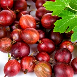 Agris rosu Spine Free - tulpina inalta altoit Agris rosu Spine Free - tulpina inalta altoit - Arbusti fructiferi - AgroDenmar.ro
