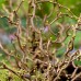 Alun Cret - Corylus avellana Scooter - Arbusti fructiferi - AgroDenmar.ro