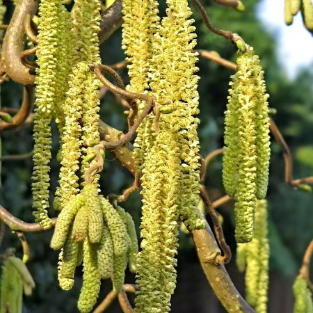 Alun Cret - Corylus avellana Scooter - Arbusti fructiferi - AgroDenmar.ro