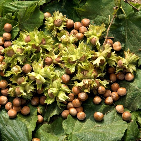 Corylus avellana - Alun Tonda Gentile delle Langhe - Arbusti fructiferi - AgroDenmar.ro