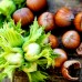 Corylus avellana - Alun Tonda Gentile Romana - Arbusti fructiferi - AgroDenmar.ro