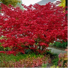 Aronia arbutifolia Macrocarpa