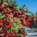 Aronia arbutifolia Macrocarpa - Arbusti fructiferi - AgroDenmar.ro