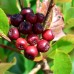Aronia arbutifolia Macrocarpa - Arbusti fructiferi - AgroDenmar.ro