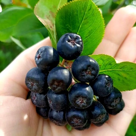 Aronia Galicjanka - Arbusti fructiferi - AgroDenmar.ro
