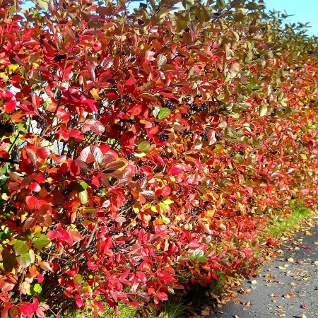 Aronia melanocarpa Autumn Magic - Arbusti fructiferi - AgroDenmar.ro