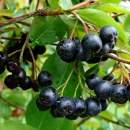 Aronia melanocarpa - tip copac - Arbusti fructiferi - AgroDenmar.ro