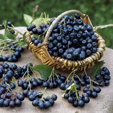 Aronia melanocarpa Viking 20 cm