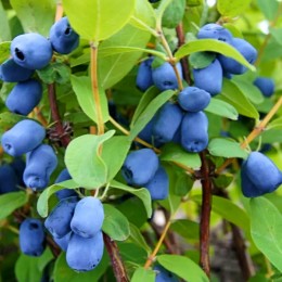 Afin siberian Lonicera Ruth - Boaba de miere - Arbusti fructiferi - AgroDenmar.ro