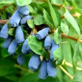 Afin siberian Lonicera Zojka - Boaba de miere