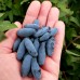 Afin siberian Lonicera Vostorg - Boaba de miere - Arbusti fructiferi - AgroDenmar.ro