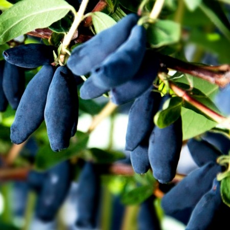 Afin siberian Lonicera Vostorg - Boaba de miere - Arbusti fructiferi - AgroDenmar.ro