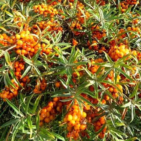Catina Friesdorfer Orange - Arbusti fructiferi - AgroDenmar.ro