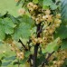 Coacaz alb White Hollander - Arbusti fructiferi - AgroDenmar.ro