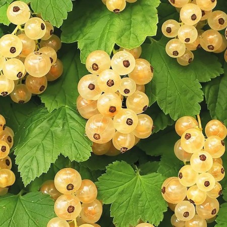 Coacaz alb White Hollander - Arbusti fructiferi - AgroDenmar.ro