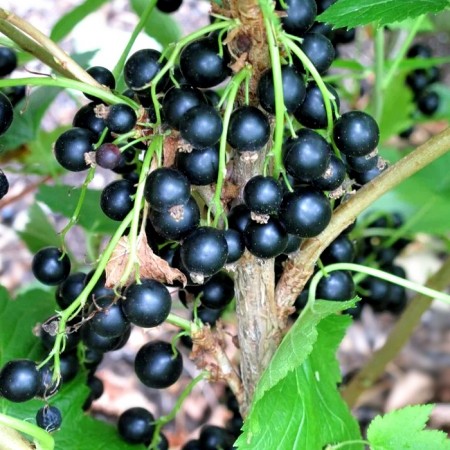 Coacaz negru Tisel - Arbusti fructiferi - AgroDenmar.ro