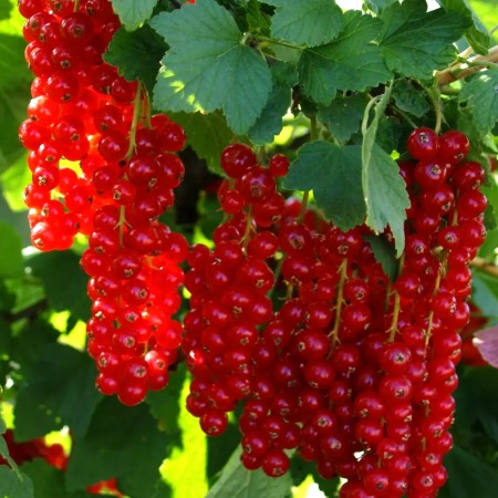 Coacaz rosu Jonkheer van Tets - Arbusti fructiferi - AgroDenmar.ro