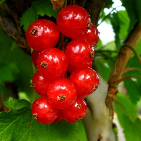 Coacaz rosu Rolan - tulpina inalta altoit - Arbusti fructiferi - AgroDenmar.ro
