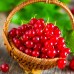 Coacaz rosu Rolan - tulpina inalta altoit - Arbusti fructiferi - AgroDenmar.ro