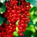 Coacaz rosu Rolan - tulpina inalta altoit - Arbusti fructiferi - AgroDenmar.ro