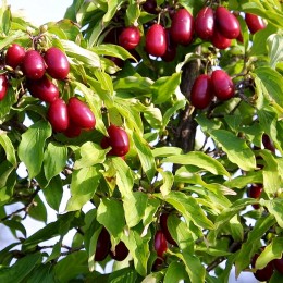 Corn - Cornus mas Kasanlak