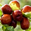 Curmal chinezesc Frutto Grande