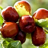 Curmal chinezesc Frutto Grande