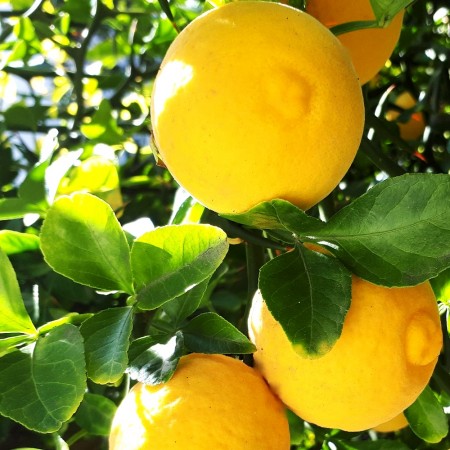 Lamai rezistent la ger - Arbusti fructiferi - AgroDenmar.ro