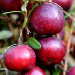 Afin Rosu - Merisor Early Black - Arbusti fructiferi - AgroDenmar.ro