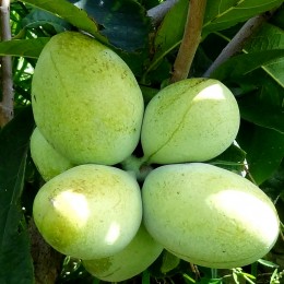 Pawpaw - Asimina Triloba Davis - Arbusti fructiferi - AgroDenmar.ro