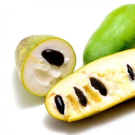 Pawpaw - Asimina Triloba Halvin - Arbusti fructiferi - AgroDenmar.ro