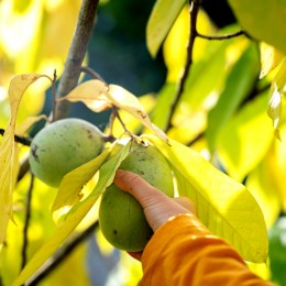 Pawpaw - Asimina Triloba Mango - Arbusti fructiferi - AgroDenmar.ro