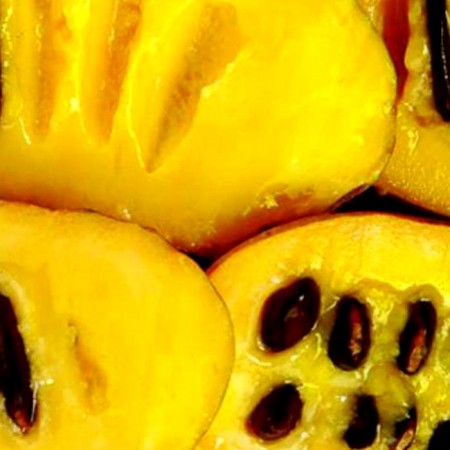 Pawpaw - Asimina Triloba - Arbusti fructiferi - AgroDenmar.ro