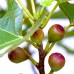 Smochin Little Miss Figgy - Arbusti fructiferi - AgroDenmar.ro