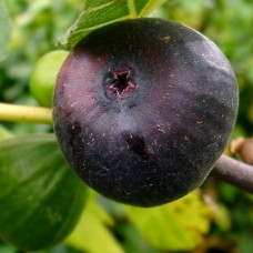 Smochin Noire de Bellone ( Sultane )