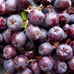 Sorbus aucuparia Burka