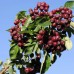 Sorbus aucuparia Burka - Arbusti ornamentali - AgroDenmar.ro