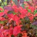 Sorbus aucuparia Burka - Arbusti ornamentali - AgroDenmar.ro