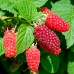 Zmeurmur Tayberry - Arbusti fructiferi - AgroDenmar.ro