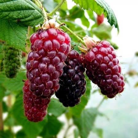 Zmeurmur Tayberry - Arbusti fructiferi - AgroDenmar.ro
