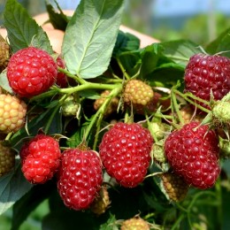 Zmeur Delniwa - Arbusti fructiferi - AgroDenmar.ro