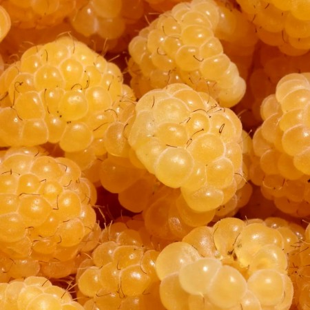 Zmeur Galben Golden Bliss - Arbusti fructiferi - AgroDenmar.ro