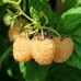 Zmeur Galben Golden Bliss - Arbusti fructiferi - AgroDenmar.ro