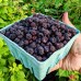 Zmeur negru Bristol - Arbusti fructiferi - AgroDenmar.ro