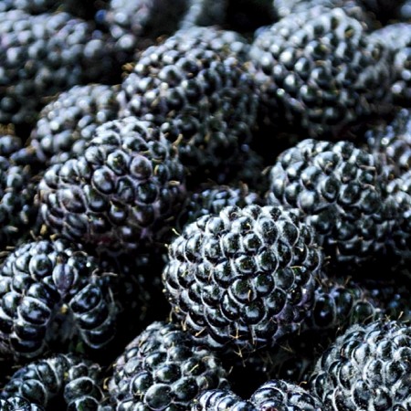 Zmeur negru Bristol - Arbusti fructiferi - AgroDenmar.ro